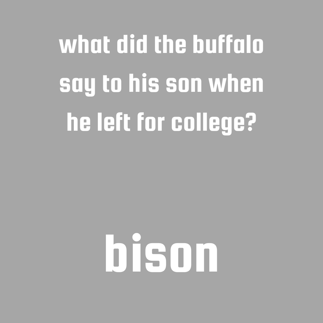 Bison